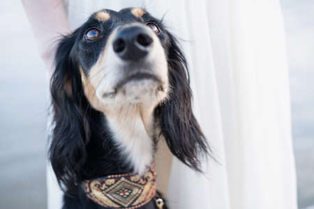 Saluki dogs head. Brown and beige. Looking up. close up portrait.の写真素材