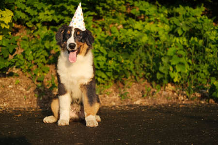 Funny Australian shepherd puppy dog in party hat.の写真素材