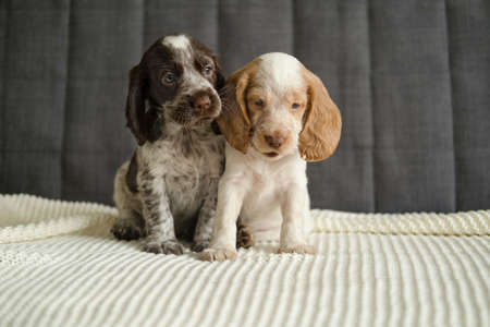 Two russian spaniel chocolate merle and red white puppy dog sit on couch