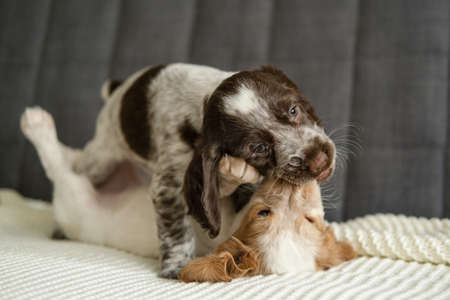 Two russian spaniel chocolate merle and red white puppy dog play on couchの写真素材