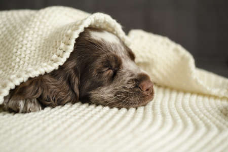 Russian spaniel brown merle blue eyes puppy dog sleep under plaidの写真素材