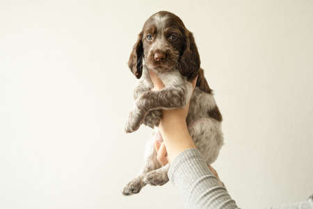 Womans hands hold russian spaniel brown merle puppy dogの写真素材