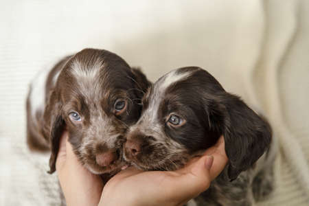 Womans hands hold two russian spaniel brown merle puppy dogの写真素材