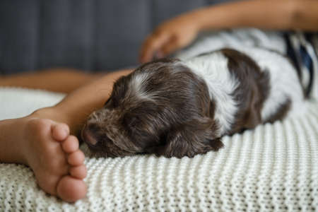 russian spaniel brown merle puppy dog sleep near kids legsの写真素材