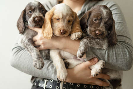 Womans hands hold three russian spaniel brown merle puppy dog
