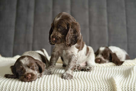 Three russian spaniel chocolate merle puppy dog lying and sit on couchの写真素材