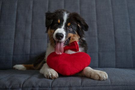 Small Australian shepherd puppy dog lying on couch with big heart in red bow tie. Valentineの写真素材