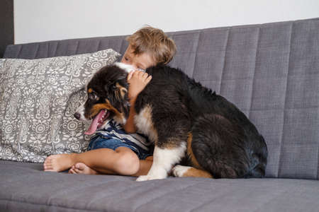 Little boy pet Australian shepherd puppy dog on couchの写真素材