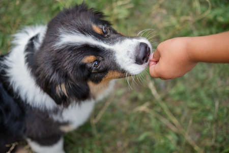 Kids hands feeding australian shepherd three colours puppy dogs on grassの写真素材
