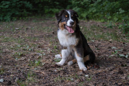 Australian shepherd three colours puppy dog sit on grassの写真素材