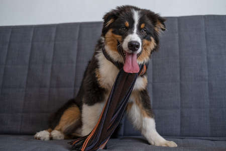Funny Australian shepherd puppy dog wearing striped scarfの写真素材