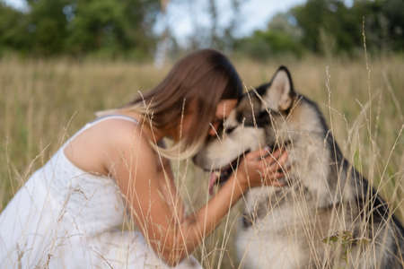 Happy woman hugging and kiss alaskan malamute dog in summer fieldの写真素材