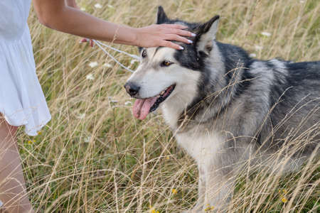 womans hands pet alaskan malamute dogs face in summer fieldの写真素材