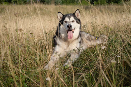 Happy lying alaskan malamute dog in summer fieldの写真素材