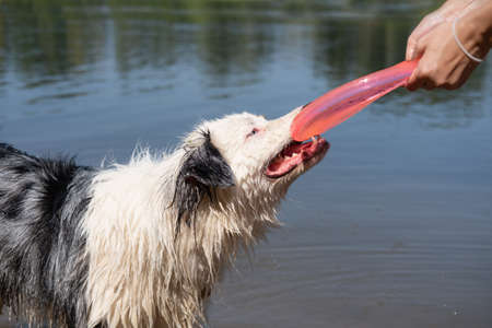 australian shepherd dog play with flying saucer with woman outdoor.の写真素材
