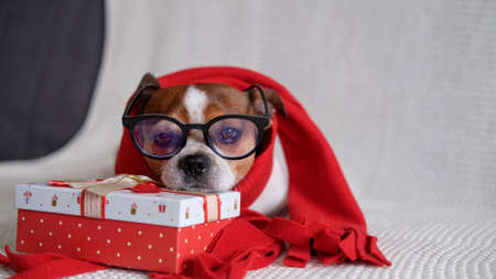 Chihuahua dog in glasess and red scarf with Christmas gift.の写真素材