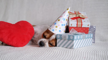 Chihuahua dog in party hat sleep with Christmas gifts and red heart.の写真素材