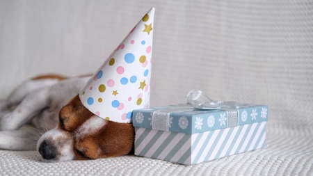 Chihuahua dog in party hat sleep with Christmas gift.の写真素材