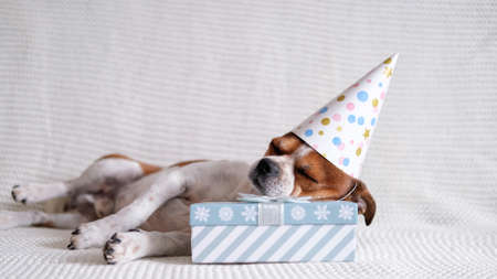 Chihuahua dog in party hat sleep on Christmas gift.の写真素材