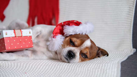 Chihuahua dog in santa hat with Christmas gift.の写真素材
