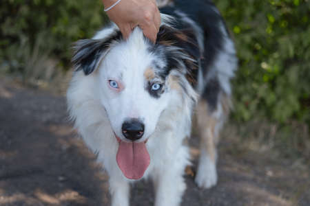 Womans hands pet australian shepherd outdoor. Funny faceの写真素材
