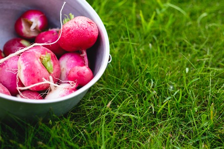 Radish in an aluminum bowl on fresh green grass in a summer dayの写真素材