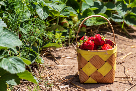 bright, red, ripe strawberry in a basketの写真素材