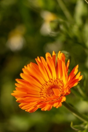 flower of calendula in summer in early Augustの写真素材