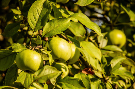 beautiful, ripe, juicy apples on a tree in the garden await harvesting. August.の写真素材