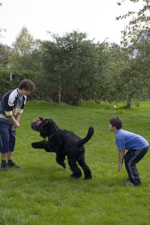 Children on lawn play with dog