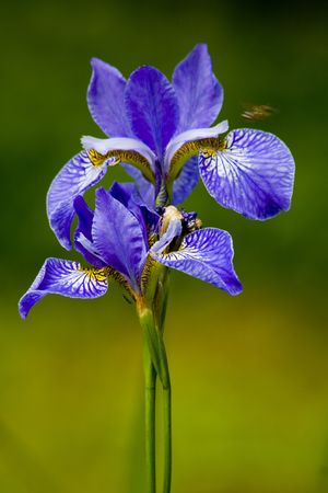 flowerの写真素材