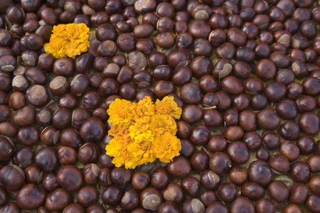 Carpet from flowersの写真素材