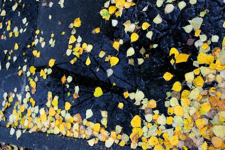 Autumn sheet and reflected skyの写真素材