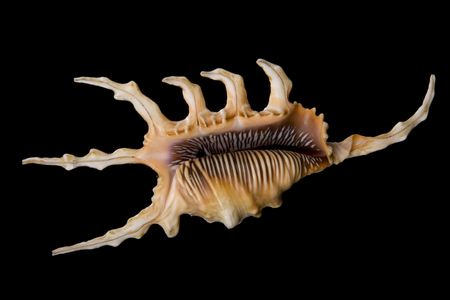 seashell, seashell, shell, mollusk, scallop