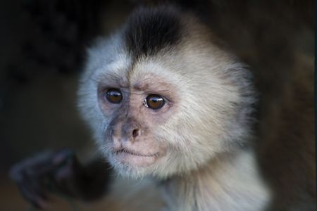 monkeyの写真素材