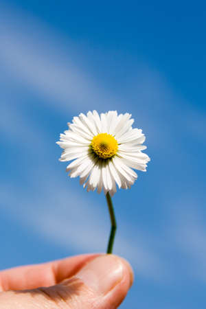 camomile, ox-eye daisyの写真素材