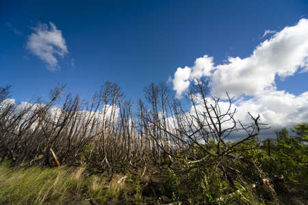 Wood after fire
