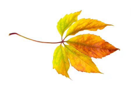 Leafage of wild grape on white background