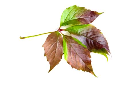 Leafage of wild grape on white backgroundの写真素材