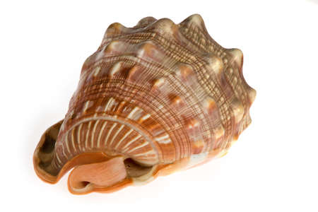  seashell isolated on white background
