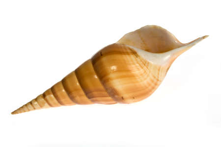  seashell isolated on white background
