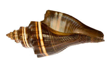  seashell isolated on white background
