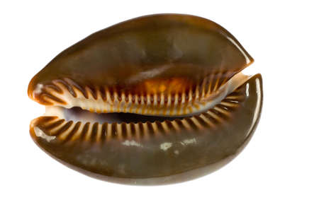  seashell isolated on white background
