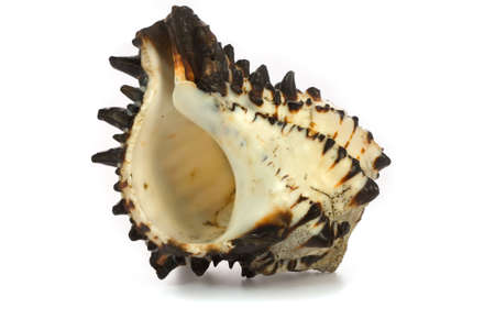  seashell isolated on white background
の写真素材