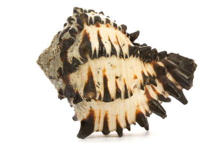  seashell isolated on white background
の写真素材