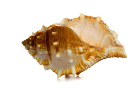  seashell isolated on white background
