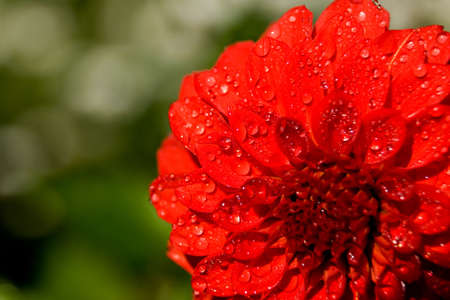 water drops on red dahliaの写真素材