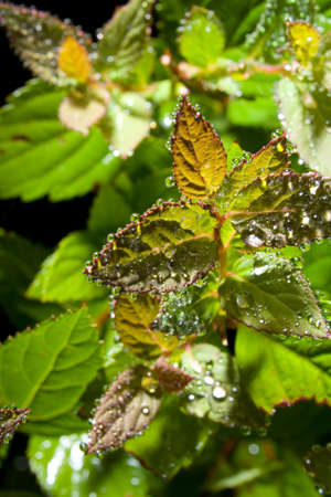 Close  up of water drops on fresh green leaves.の写真素材