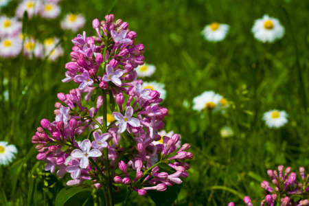 lilac on a background of green grass. macroの写真素材