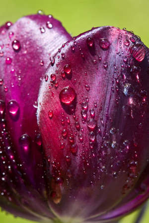Tulip on a background of green grass. macroの写真素材